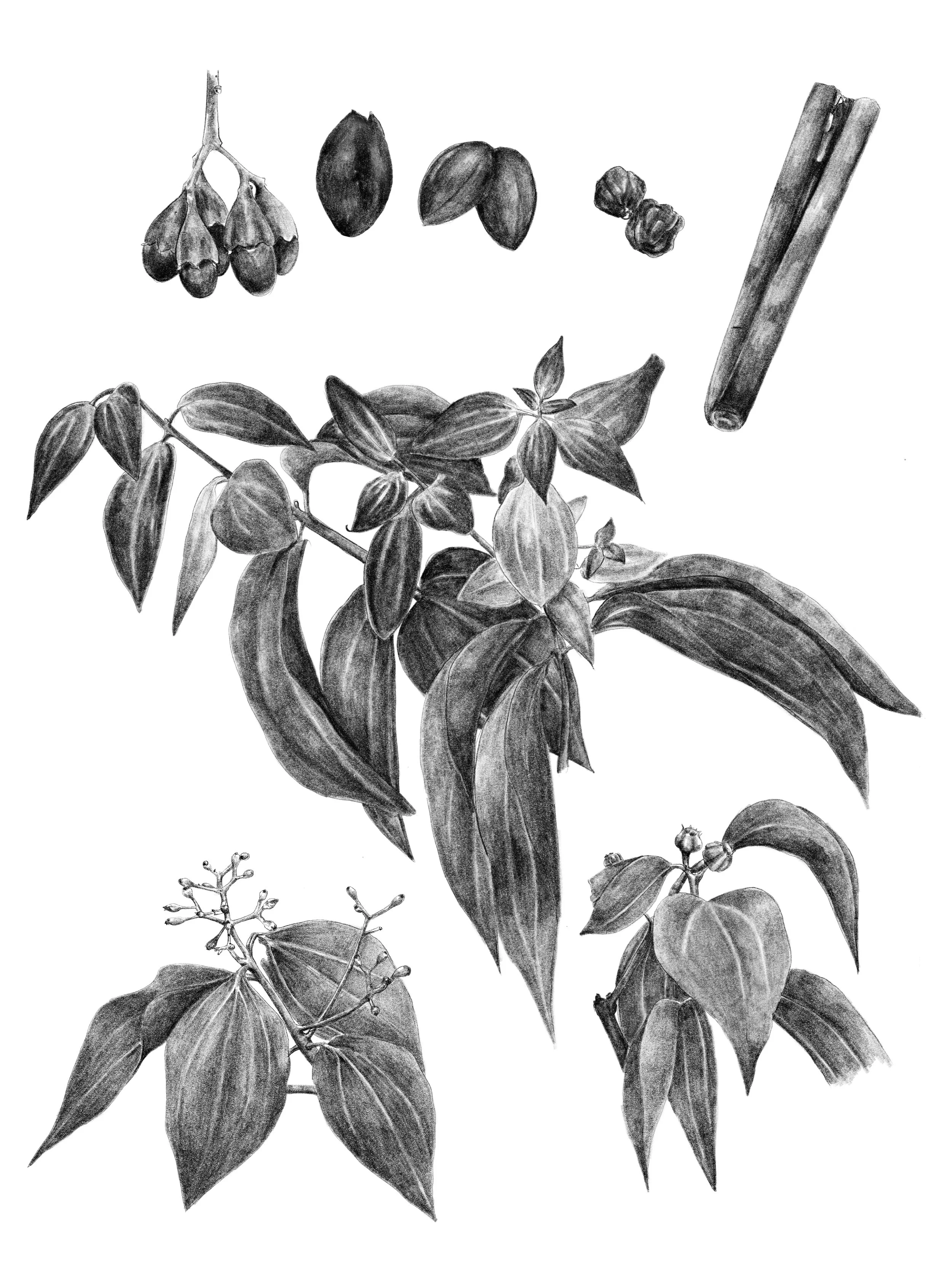 Cinnamon — SARAH NELSON